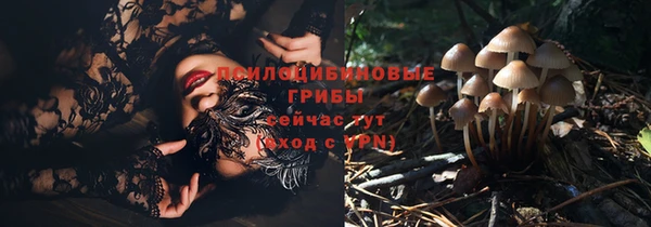 прущие грибы Инсар